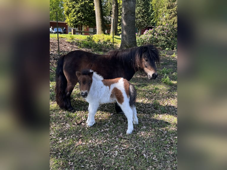 Mini Shetland Pony Merrie 10 Jaar 86 cm Donkerbruin in Haselünne