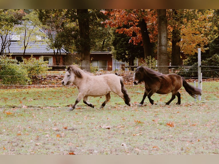 Mini Shetland Pony Merrie 10 Jaar 86 cm Donkerbruin in Haselünne