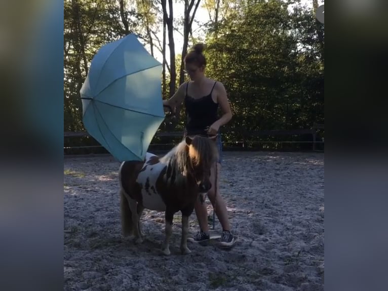 Mini Shetland Pony Merrie 10 Jaar 87 cm Gevlekt-paard in Altenkirchen