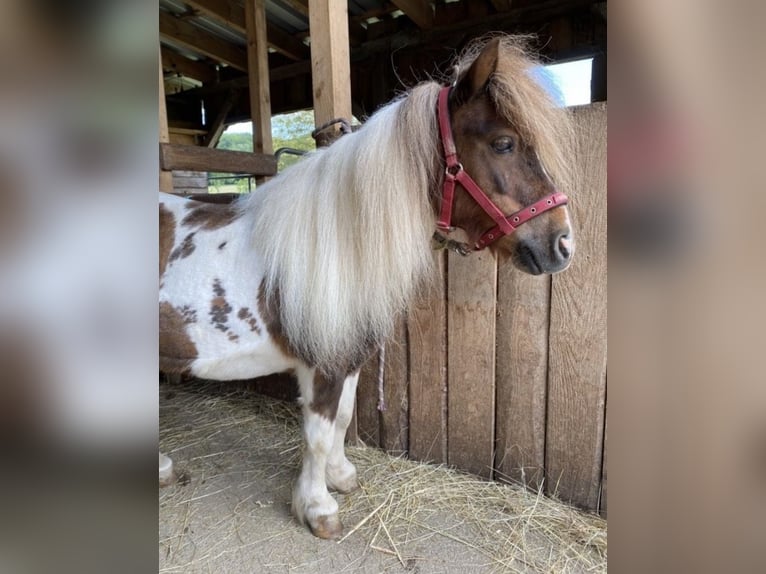 Mini Shetland Pony Merrie 10 Jaar 87 cm Gevlekt-paard in Altenkirchen