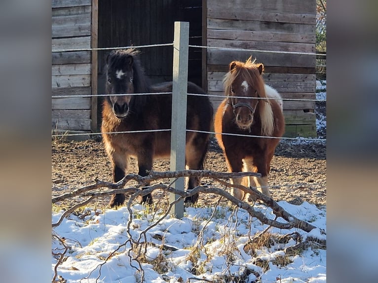 Mini Shetland Pony Merrie 10 Jaar 90 cm Bruin in Maasen