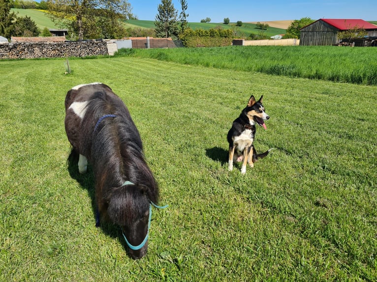 Mini Shetland Pony Merrie 10 Jaar Bruin in Ringendorf