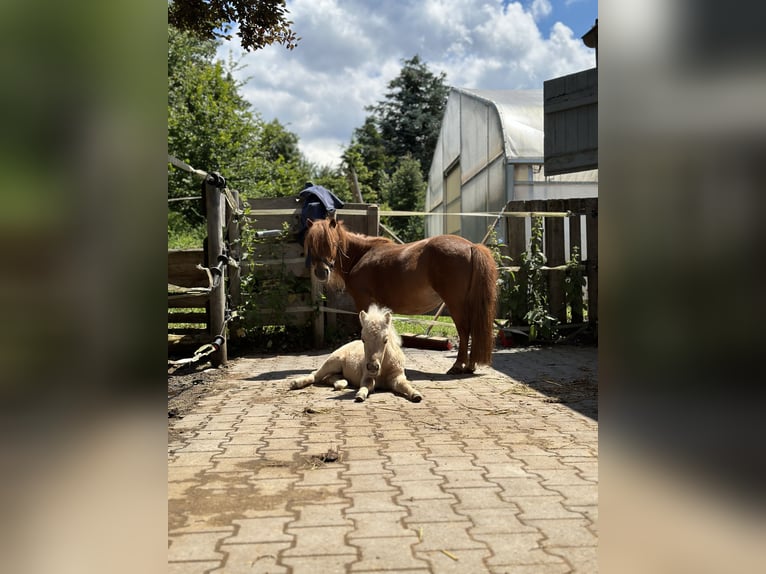 Mini Shetland Pony Merrie 11 Jaar 82 cm in Schorndorf