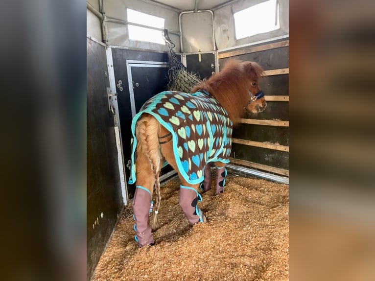 Mini Shetland Pony Merrie 11 Jaar 82 cm Vos in Schorndorf