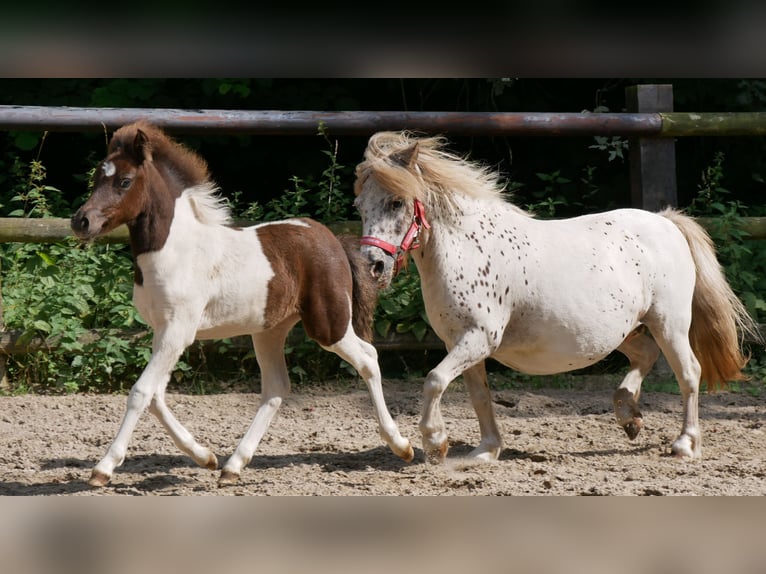 Mini Shetland Pony Merrie 11 Jaar 85 cm in Dorsten