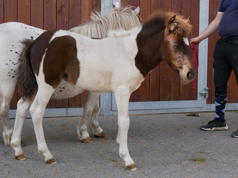 Mini Shetland Pony Merrie 11 Jaar 85 cm in Dorsten
