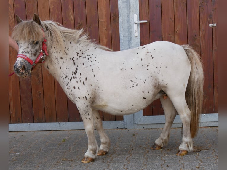 Mini Shetland Pony Merrie 11 Jaar 85 cm in Dorsten