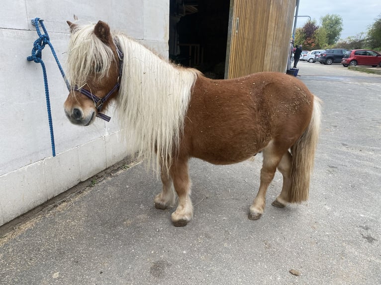 Mini Shetland Pony Merrie 12 Jaar 80 cm Bruin in Kitzingen