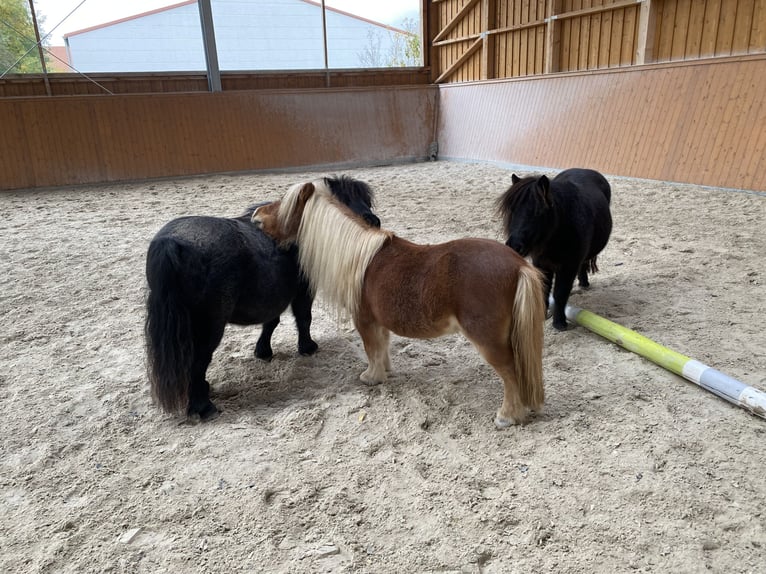 Mini Shetland Pony Merrie 12 Jaar 80 cm Bruin in Kitzingen