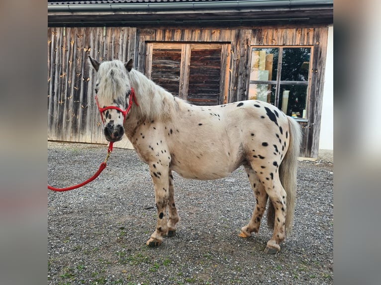 Mini Shetland Pony Merrie 12 Jaar 97 cm Appaloosa in Birkfeld