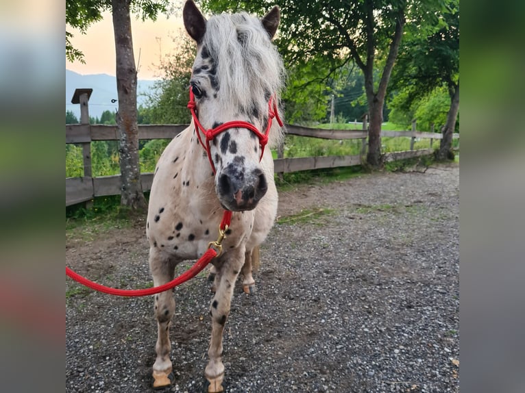 Mini Shetland Pony Merrie 12 Jaar 97 cm Appaloosa in Birkfeld