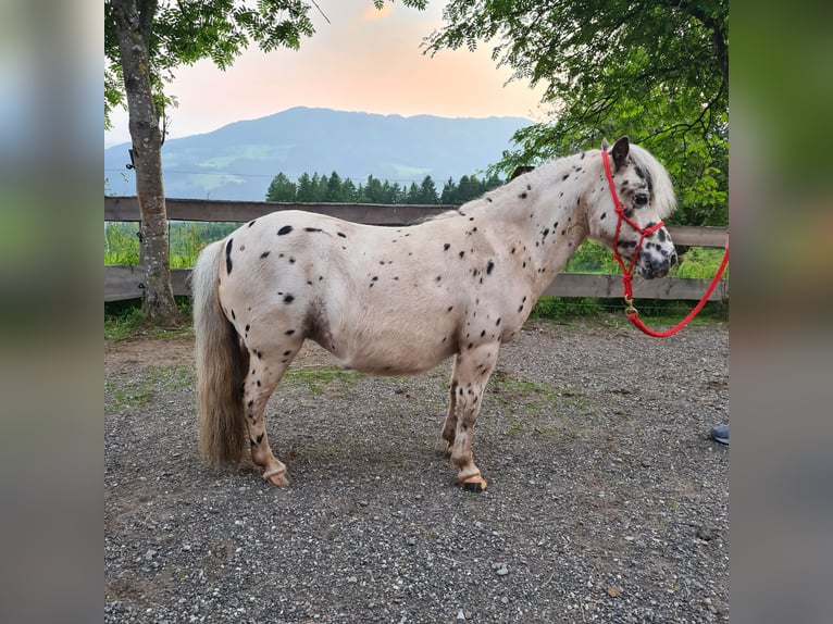 Mini Shetland Pony Merrie 12 Jaar 97 cm Appaloosa in Birkfeld