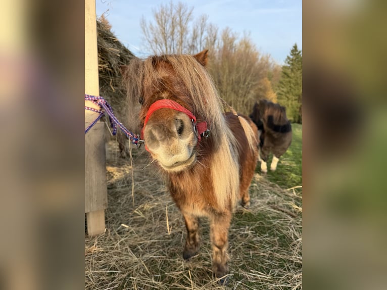 Mini Shetland Pony Merrie 13 Jaar 86 cm Palomino in Kronach