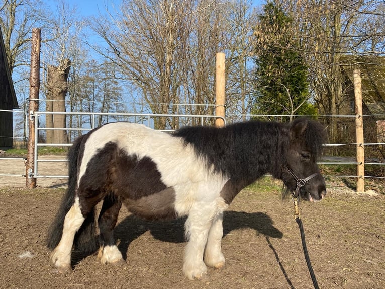 Mini Shetland Pony Merrie 13 Jaar 87 cm Gevlekt-paard in Ihlienworth