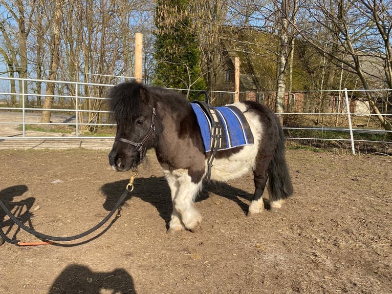 Mini Shetland Pony Merrie 13 Jaar 87 cm Gevlekt-paard in Ihlienworth