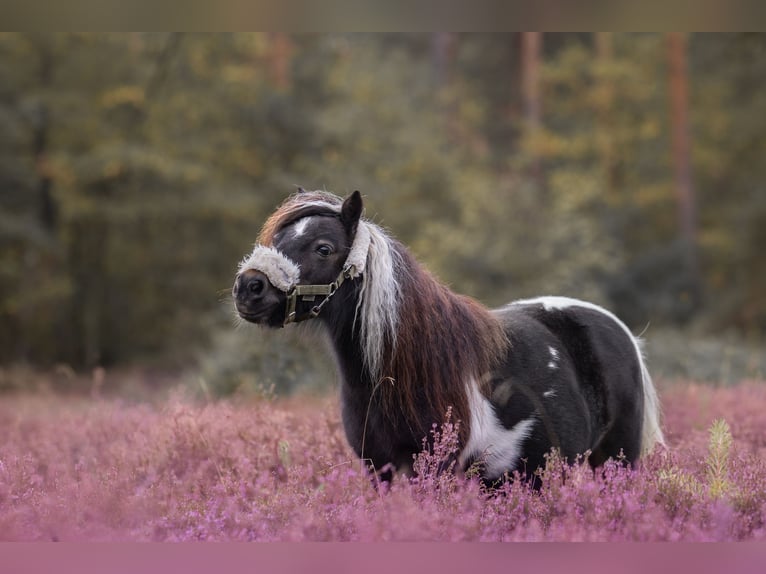 Mini Shetland Pony Merrie 14 Jaar 81 cm Gevlekt-paard in Rheine