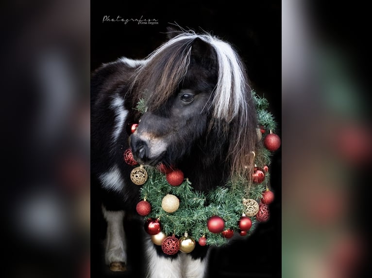 Mini Shetland Pony Merrie 14 Jaar 81 cm Gevlekt-paard in Rheine