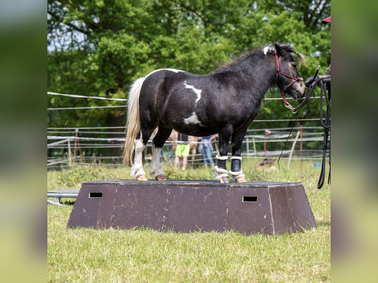 Mini Shetland Pony Merrie 14 Jaar 81 cm Gevlekt-paard in Rheine