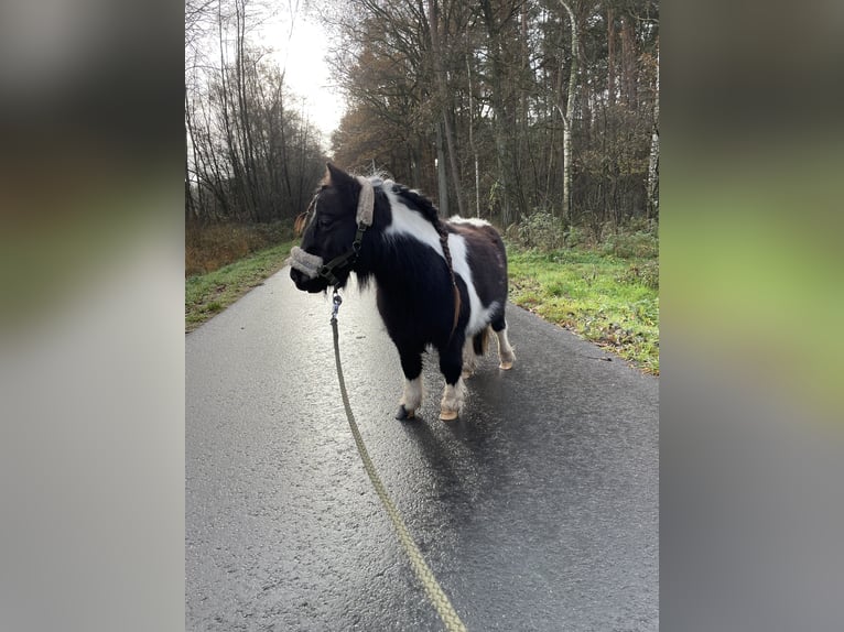 Mini Shetland Pony Merrie 14 Jaar 81 cm Gevlekt-paard in Rheine