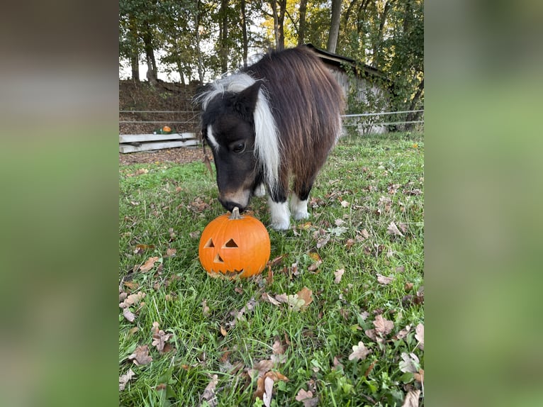 Mini Shetland Pony Merrie 14 Jaar 81 cm Gevlekt-paard in Rheine