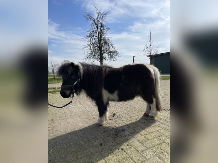 Mini Shetland Pony Merrie 14 Jaar 81 cm Gevlekt-paard in Rheine