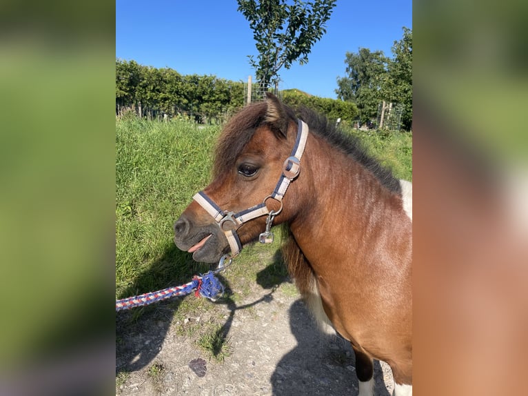 Mini Shetland Pony Merrie 14 Jaar 86 cm Gevlekt-paard in Fehmarn