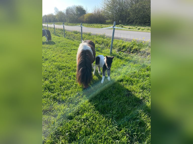 Mini Shetland Pony Merrie 14 Jaar 86 cm Gevlekt-paard in Fehmarn