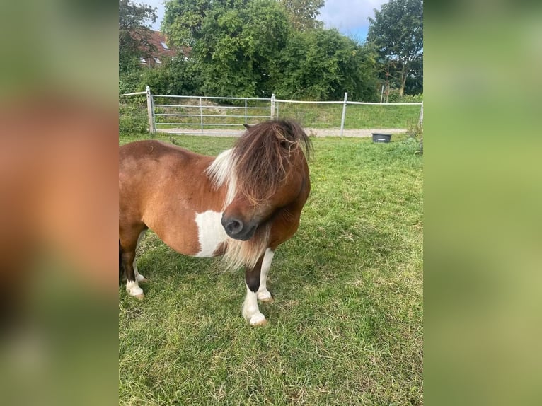 Mini Shetland Pony Merrie 15 Jaar 86 cm Gevlekt-paard in Fehmarn