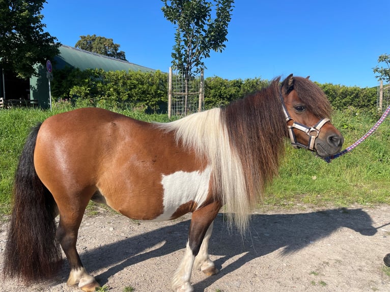 Mini Shetland Pony Merrie 15 Jaar 86 cm Gevlekt-paard in Fehmarn