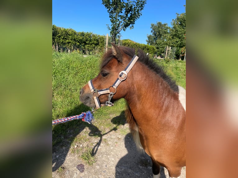 Mini Shetland Pony Merrie 15 Jaar 86 cm Gevlekt-paard in Fehmarn