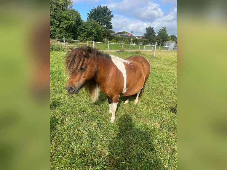 Mini Shetland Pony Merrie 15 Jaar 86 cm Gevlekt-paard in Fehmarn