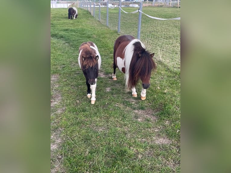 Mini Shetland Pony Merrie 15 Jaar 86 cm Gevlekt-paard in Fehmarn