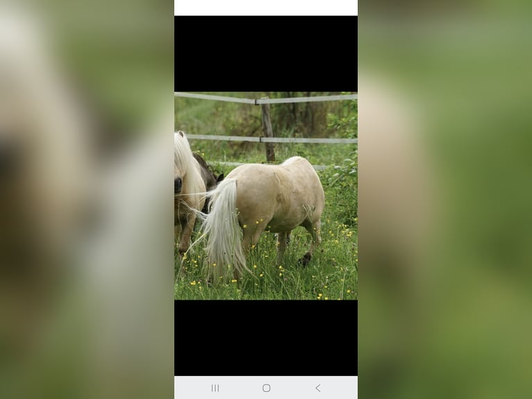 Mini Shetland Pony Merrie 15 Jaar 86 cm Palomino in Olten