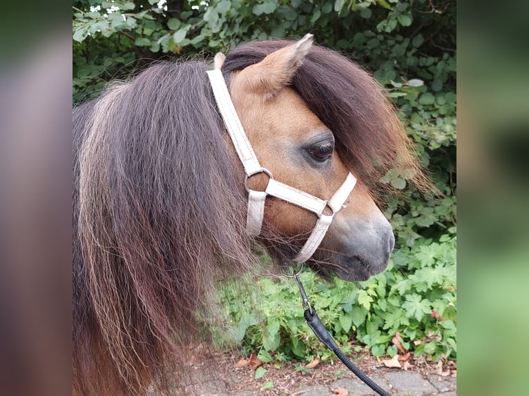 Mini Shetland Pony Merrie 16 Jaar 84 cm Buckskin in Wildeshausen