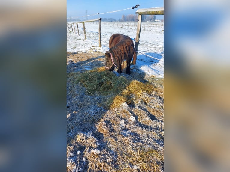 Mini Shetland Pony Merrie 17 Jaar 80 cm Zwart in Desselbrunn