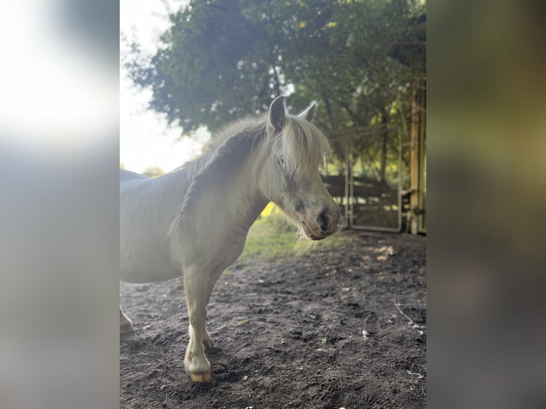 Mini Shetland Pony Merrie 17 Jaar 82 cm Schimmel in Metelen