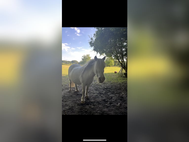 Mini Shetland Pony Merrie 17 Jaar 82 cm Schimmel in Metelen