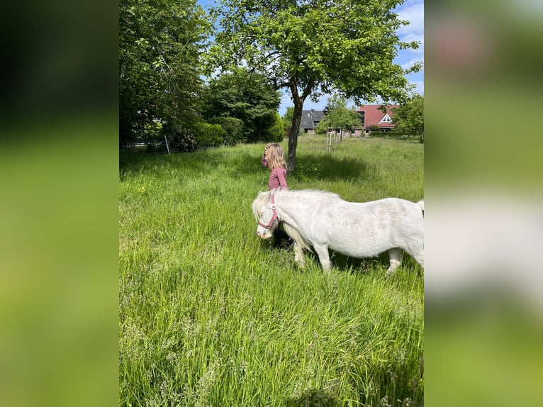 Mini Shetland Pony Merrie 17 Jaar 82 cm Schimmel in Metelen