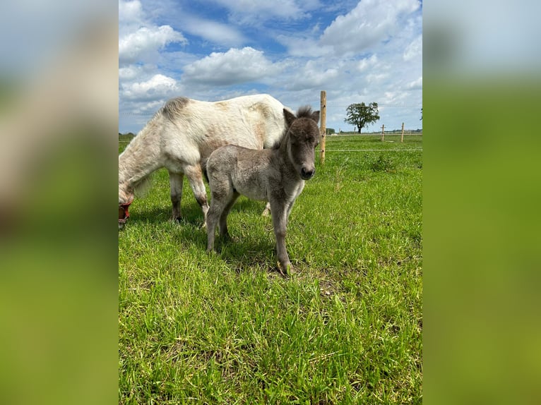 Mini Shetland Pony Merrie 17 Jaar 90 cm in Ehingen