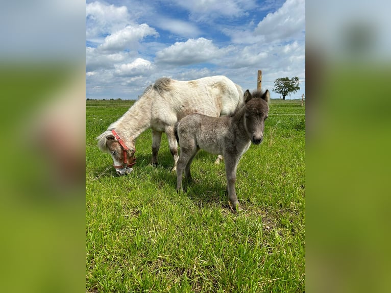 Mini Shetland Pony Merrie 17 Jaar 90 cm in Ehingen