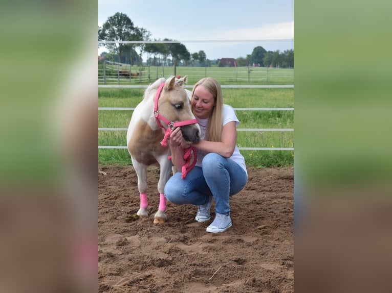 Mini Shetland Pony Merrie 18 Jaar 82 cm Bruin in Schwerinsdorf