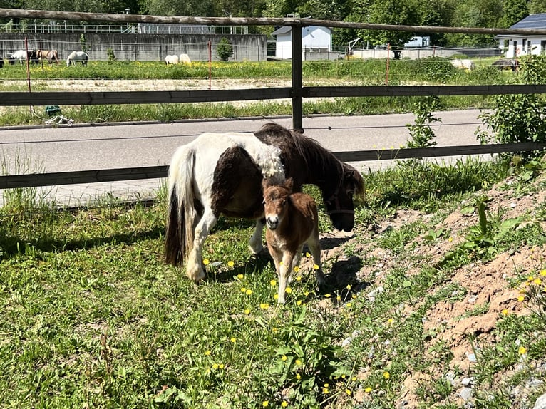 Mini Shetland Pony Merrie 18 Jaar 84 cm Gevlekt-paard in Sulzbach-Laufen