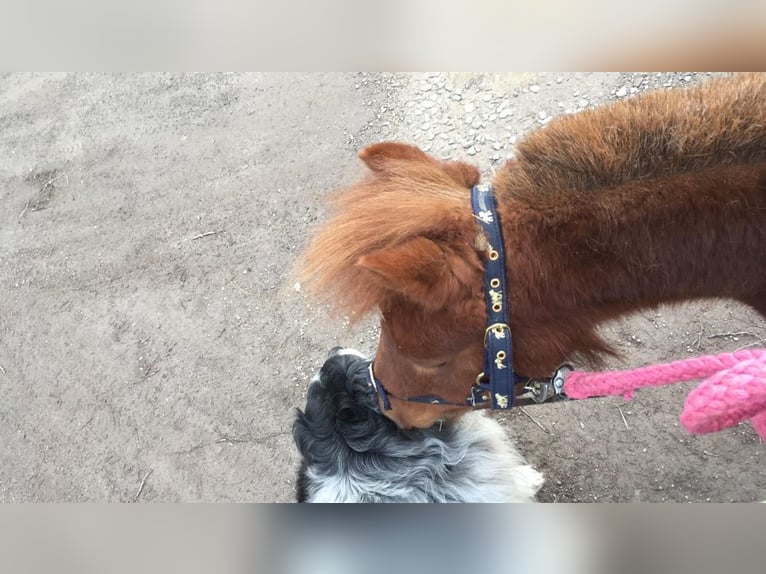 Mini Shetland Pony Merrie 18 Jaar 86 cm in Freudenstadt