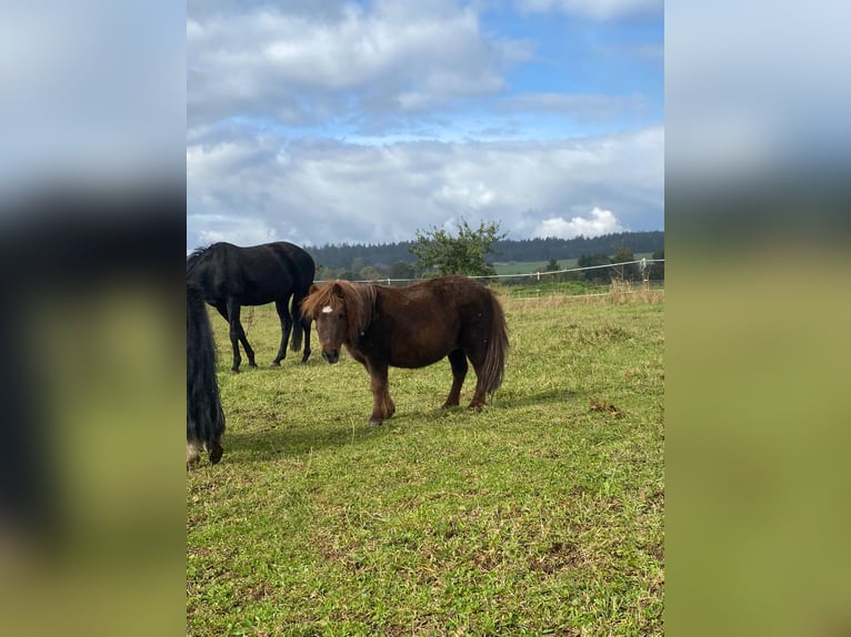 Mini Shetland Pony Merrie 18 Jaar 86 cm in Freudenstadt