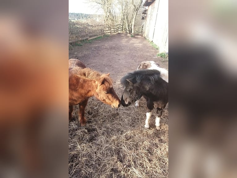 Mini Shetland Pony Merrie 18 Jaar 86 cm in Freudenstadt