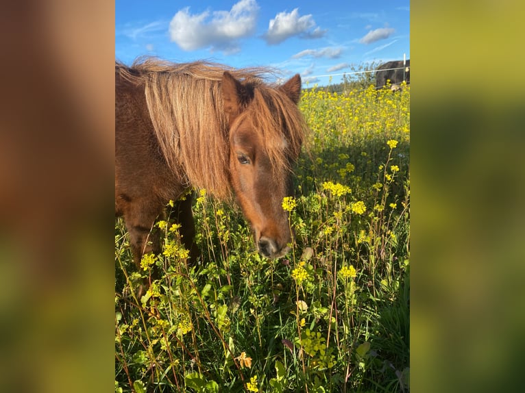 Mini Shetland Pony Merrie 18 Jaar 86 cm in Freudenstadt