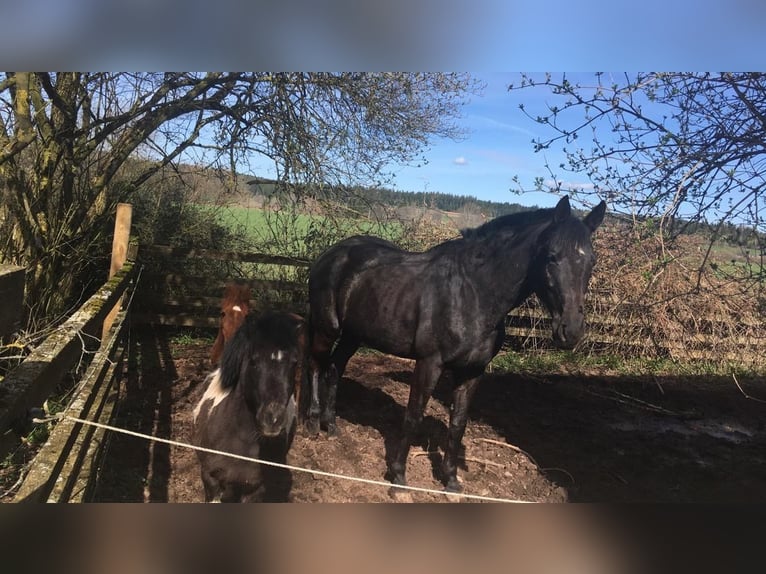 Mini Shetland Pony Merrie 18 Jaar 86 cm in Freudenstadt