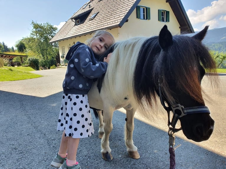 Mini Shetland Pony Merrie 18 Jaar Zwartschimmel in Deutschlandsberg