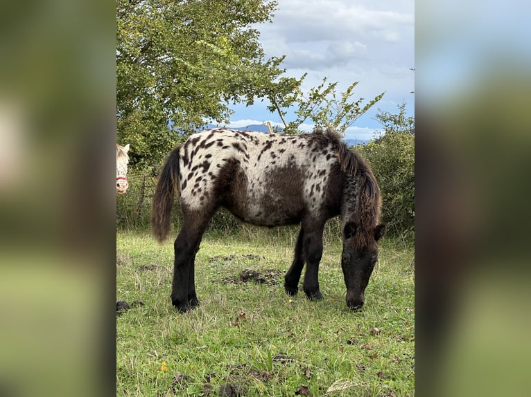 Mini Shetland Pony Merrie 1 Jaar 100 cm Overo-alle-kleuren in Bilbao