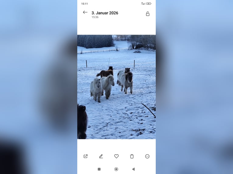 Mini Shetland Pony Merrie 1 Jaar 70 cm Palomino in Pfullendorf